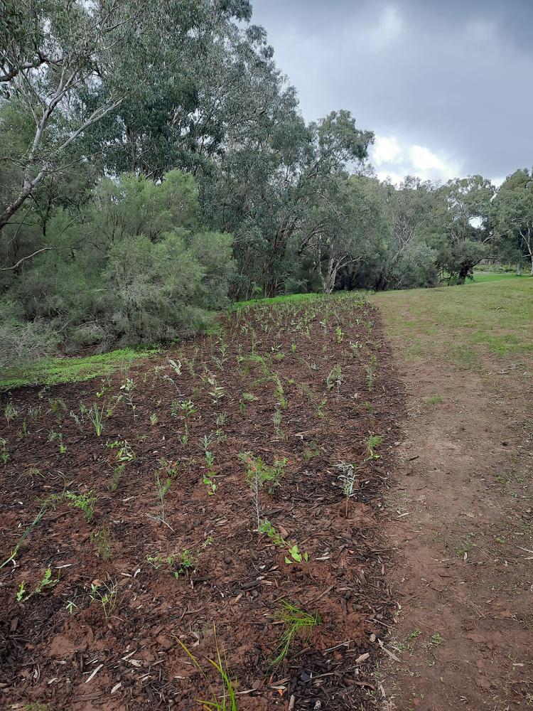 Caption: Thanks to the help of the local community, thousands of seedlings were planted  at Homestead Park in Thornlie for National Tree Day last year.