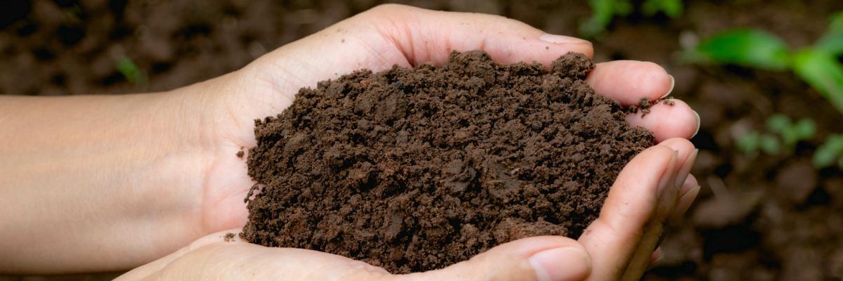 healthy soil