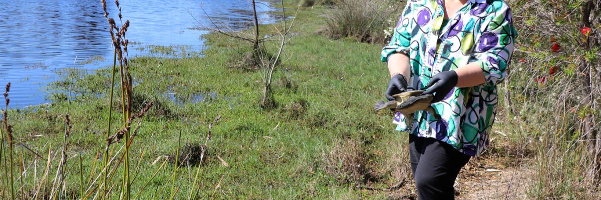 Mayor Terresa Lynes returns Susie the South-western Snake-Necked turtle to wetlands in the City of Gosnells.