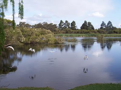 Small wetland with water and ibis