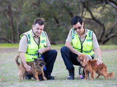 Image of rangers with dogs