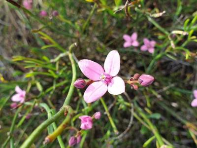 Pink flower of native shrub
