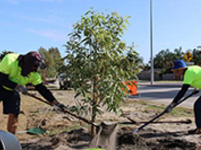 street verge tree planting